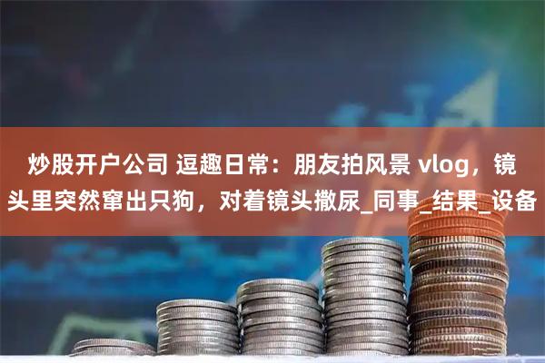 炒股开户公司 逗趣日常：朋友拍风景 vlog，镜头里突然窜出只狗，对着镜头撒尿_同事_结果_设备